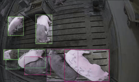 Piglet tracking demonstration