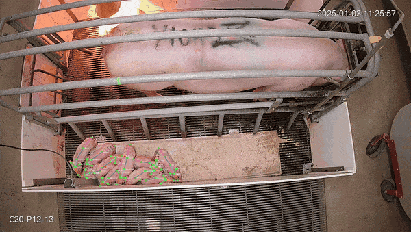 Piglet tracking demonstration